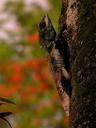 Tree lizard.